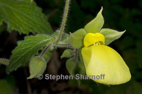 calceolaria tomentosa 1 graphic